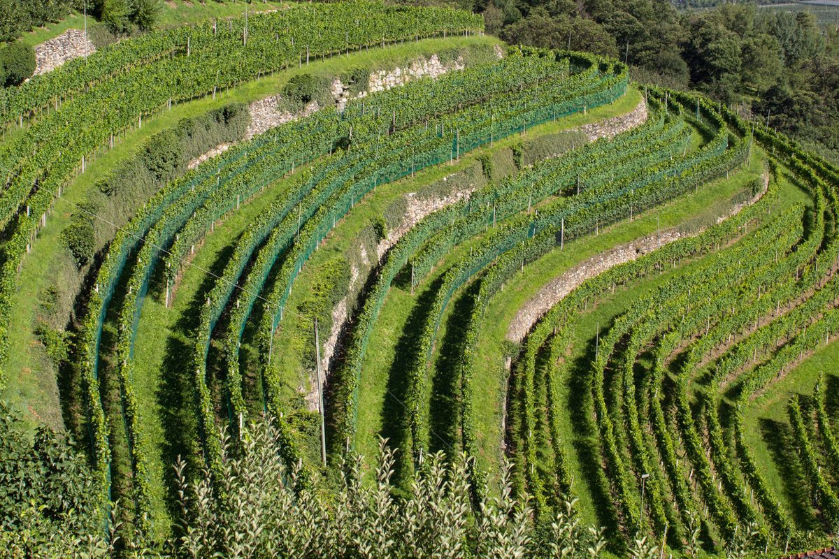 Weingut bei Vetzan und Schlanders