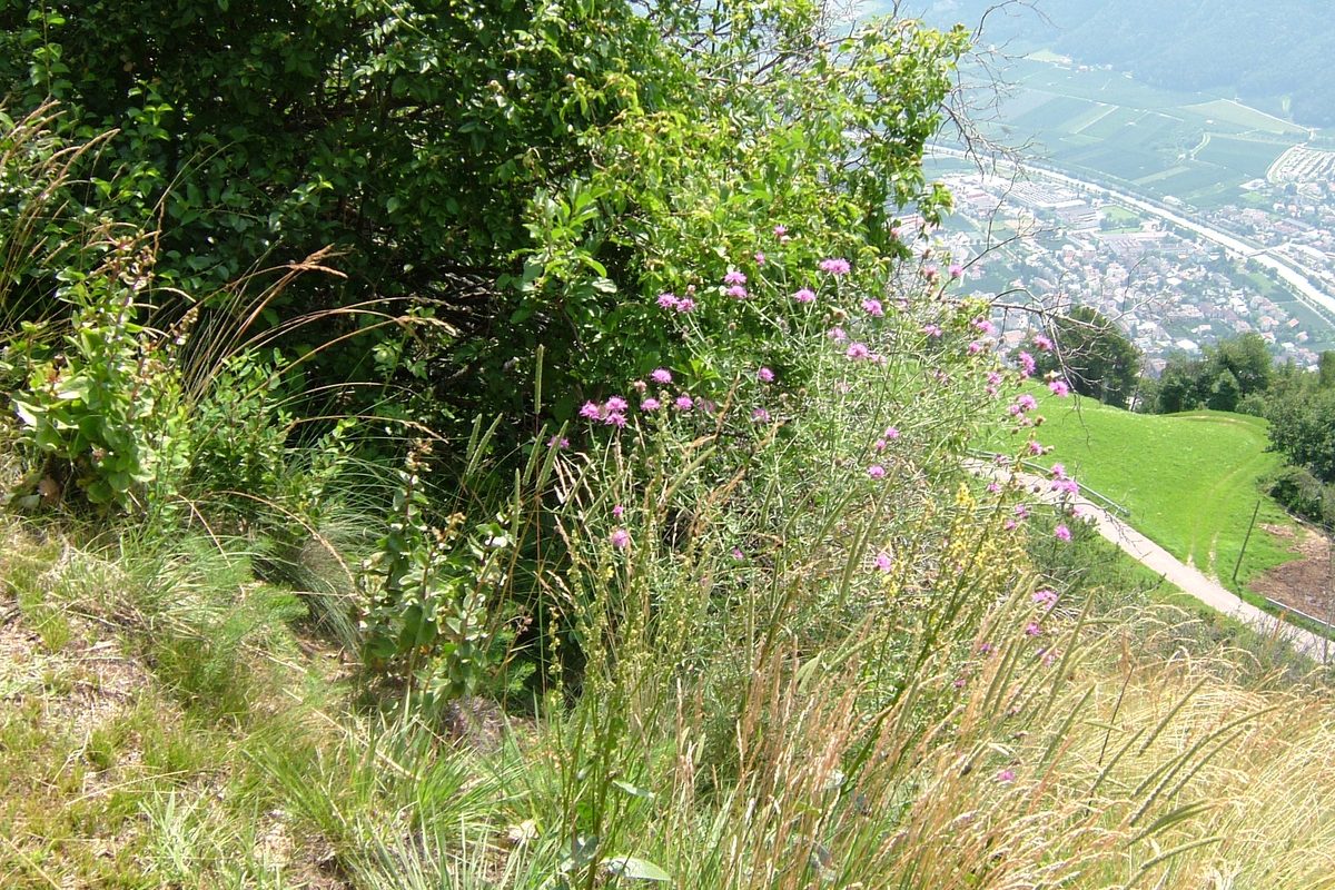Wanderweg im Vinschgau